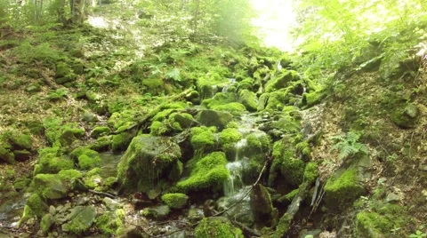 Channel of Mountainous Stream in Stones With Moss Stock Footage 66560378