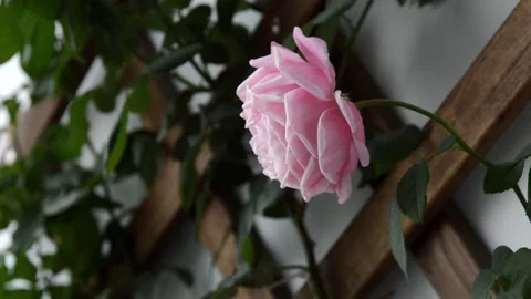 Chant Misato Rose Stock Footage 167881666