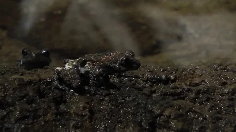 Chantaburi warted tree frog, Theloderma stellatum Stock Footage 77188168