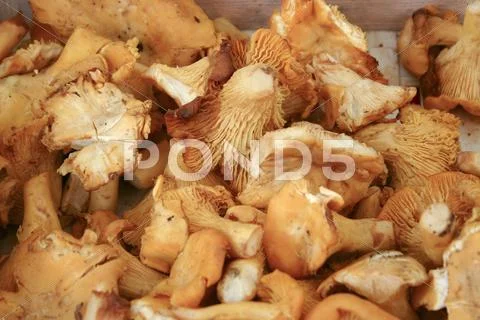 Chantarelles Stock Photos