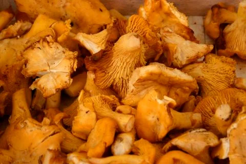 Chantarelles Stock Photos