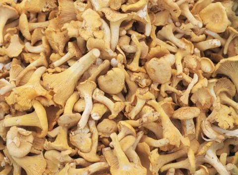 Chantarelles Foto stock