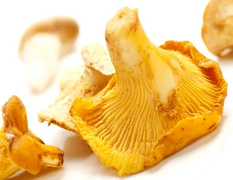 Chantarelles on a white background Stock Photos