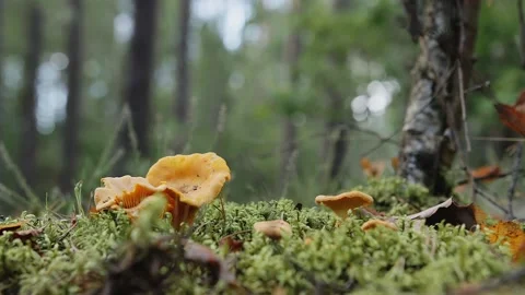 Chanterelle on a background of green forest. static background Stock Footage 143276010