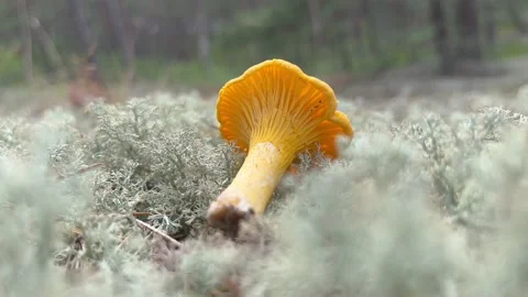 Chanterelle Stock Footage 201781511