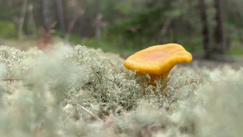 Chanterelle Stock Footage 201781823