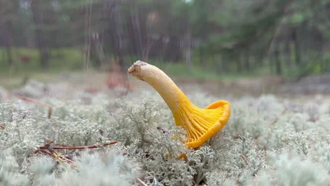 Chanterelle Stock Footage 201782345
