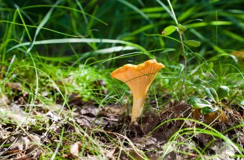 Chanterelle in the grass Stock Photos