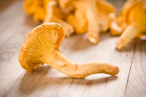 Chanterelle harvest time Stock Photos