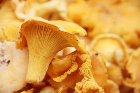 Chanterelle macro Stock Photos