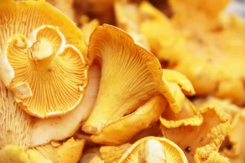 Chanterelle macro Stock Photos