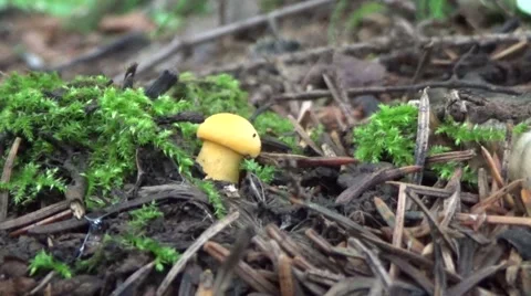Chanterelle mushroom. Stockbeeldmateriaal 54185189