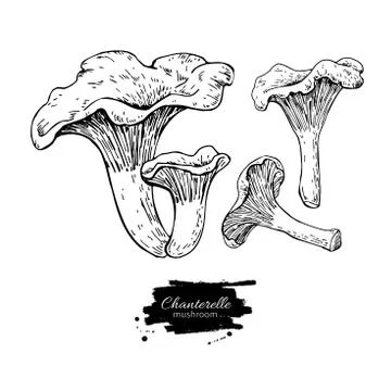 Chanterelle mushroom hand drawn vector illustration set. Sketch Stock Illustration