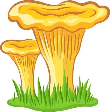 Chanterelle mushroom vector image without background Stock Illustration