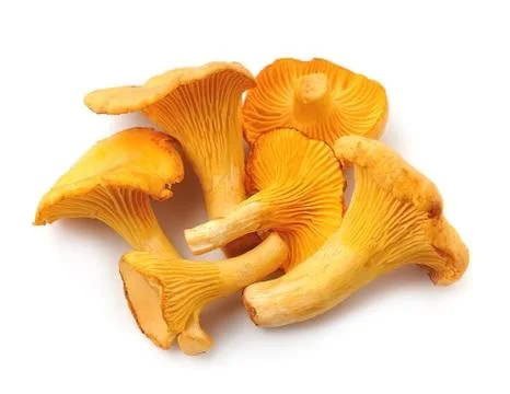 Chanterelle mushrooms. Foto stock