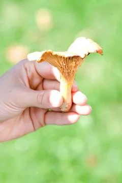 Chanterelle Stock Photos