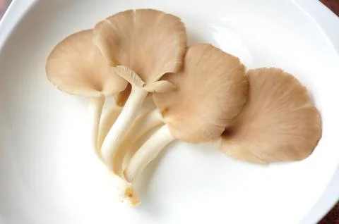 Chanterelle Foto stock