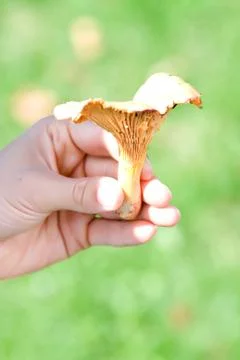 Chanterelle Stock Photos