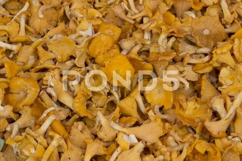 Chanterelle Stock Photos