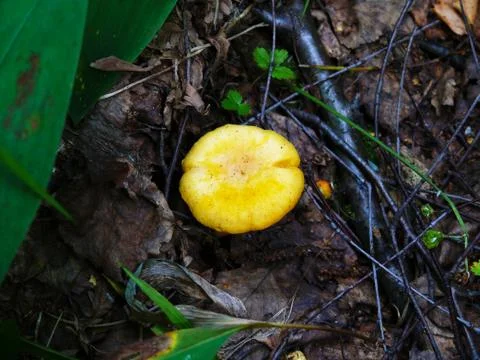 Chanterelle Stock-Fotos