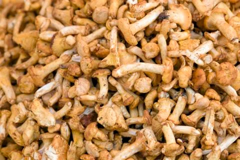 Chanterelles background Stock Photos