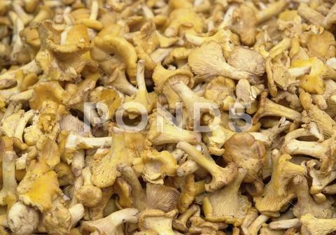 Chanterelles background Stock Photos
