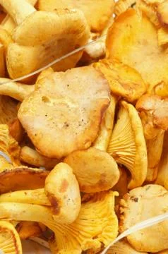 Chanterelles Background Stock Photos