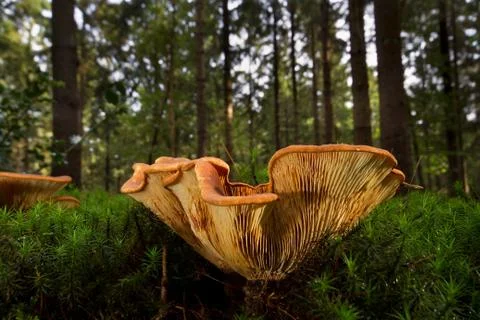 Chanterelles in forest Stock Photos