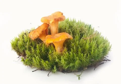 Chanterelles in the moss Stock Photos