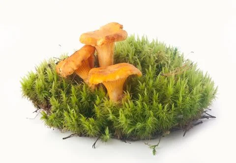 Chanterelles in the moss Stock-Fotos