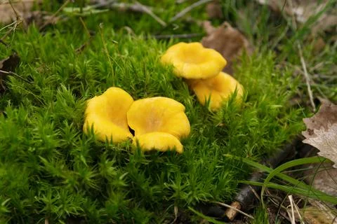 Chanterelles mushrooms in forest. Healthy and delicates food. Stock Photos