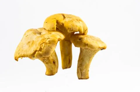 Chanterelles Stock Photos