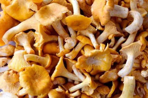 Chanterelles Stock Photos