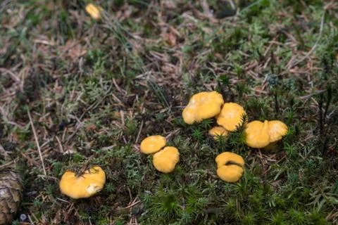 Chanterelles Stock Photos