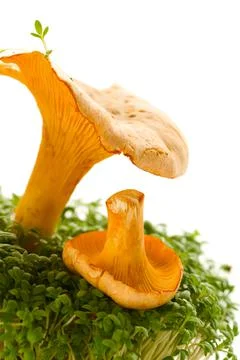 Chanterelles Stock Photos