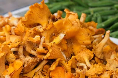 Chanterelles Stock Photos