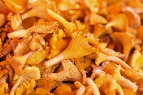 Chanterelles Foto stock
