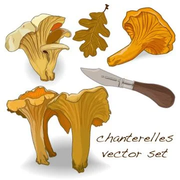 Chanterelles set Stock Illustration