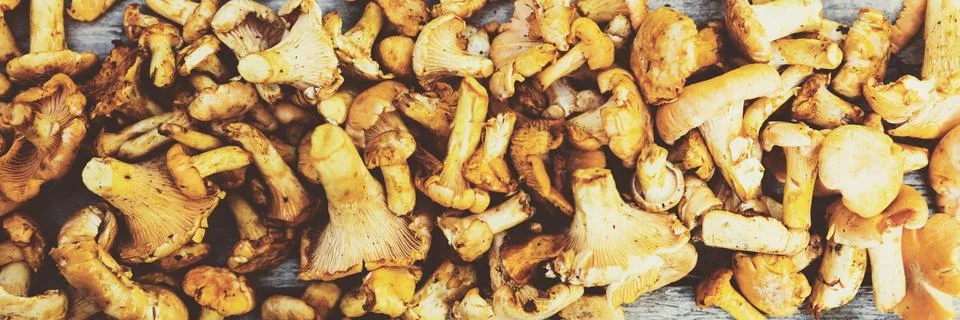 Chanterelles on a table Stock Photos