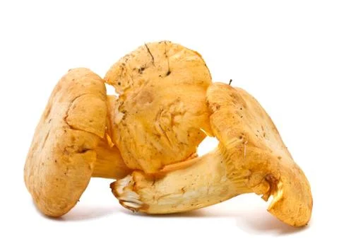 Chanterelles  on a white background Foto stock