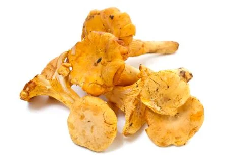Chanterelles on a white background Stock Photos