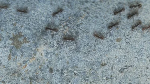 Chaotic Ant Movement on Grey Surface Close Up Видео 334641908