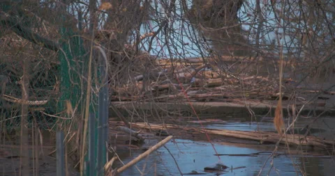 Chaotic debris , branches and tree in flooded river banks. Видео 130987518