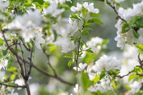 Chaotic display of floral elements with soft lighting and natural twigs. An.. 스톡 사진