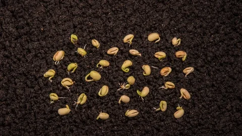 Chaotic movement of growing kidney beans Stock Footage 128714615