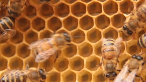 Chaotic moves of bees Stock Footage 136387319