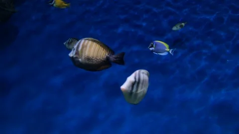 Chaotic moving exotic fish underwater Stock Footage 100425005