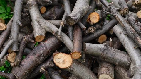 A chaotic pile of cut tree branches and small logs. 스톡 사진