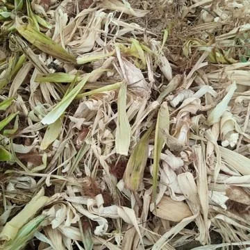 Chaotic pile of discarded dry corn husks agricultural plant debris 写真素材