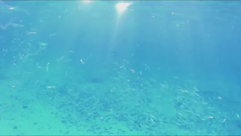 Chaotic School of Small Fish Fry Moving in All Directions, Marsa Alam, Egypt Vídeos de archivo 343318400